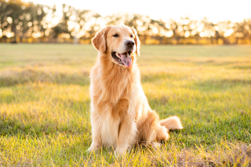4 Health Benefits Of Pet Friendly Assisted Living In Gastonia, NC