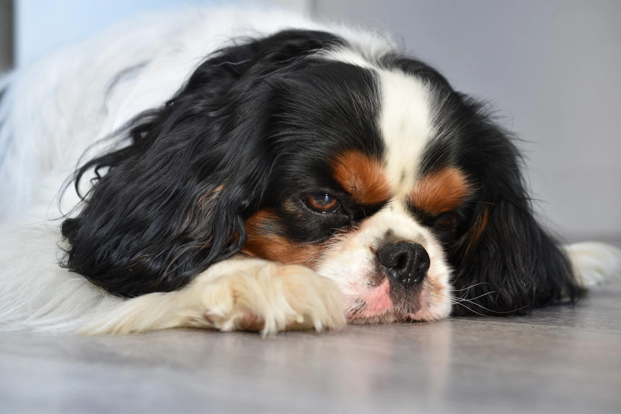 Pet-Friendly Assisted Living in Charlotte, NC: What to Expect